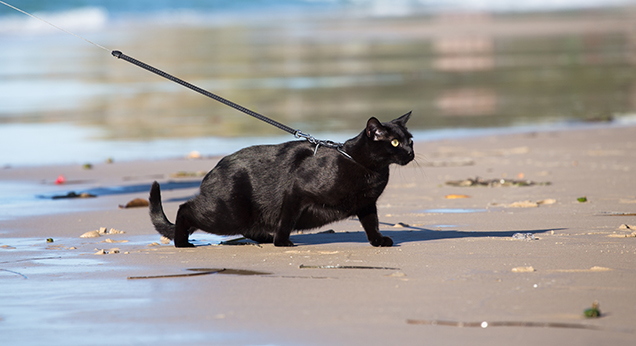 Nathan the Beach Cat